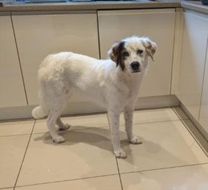 Ned a white and grey rescue dog | 1 dog at a time rescue UK