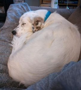 Ned a white and grey rescue dog | 1 dog at a time rescue UK