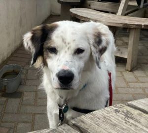 Ned a white and grey rescue dog | 1 dog at a time rescue UK