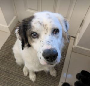 Ned a white and grey rescue dog | 1 dog at a time rescue UK