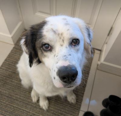 Ned a white and grey rescue dog | 1 dog at a time rescue UK