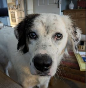 Ned a white and grey rescue dog | 1 dog at a time rescue UK