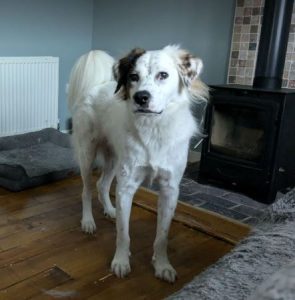 Ned a white and grey rescue dog | 1 dog at a time rescue UK