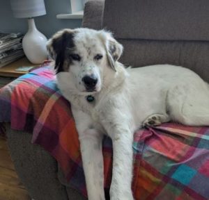 Ned a white and grey rescue dog | 1 dog at a time rescue UK