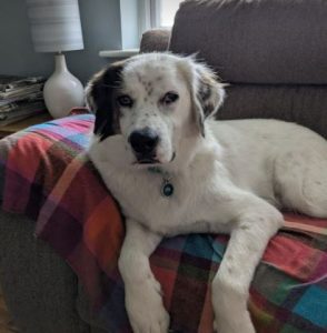 Ned a white and grey rescue dog | 1 dog at a time rescue UK