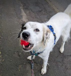 Ned a white and grey rescue dog | 1 dog at a time rescue UK