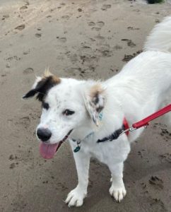 Ned a white and grey rescue dog | 1 dog at a time rescue UK