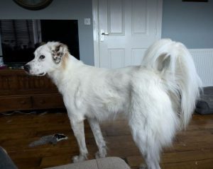 Ned a white and grey rescue dog | 1 dog at a time rescue UK