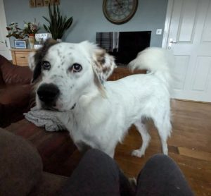 Ned a white and grey rescue dog | 1 dog at a time rescue UK