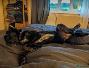 Tilly a black rescue dog | 1 dog at a time rescue UK