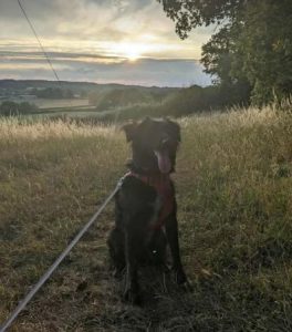 Tilly a black rescue dog | 1 dog at a time rescue UK