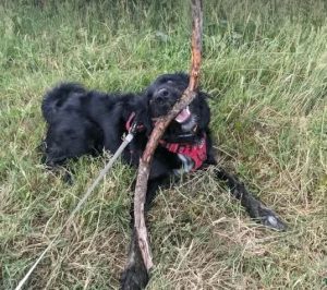 Tilly a black rescue dog | 1 dog at a time rescue UK