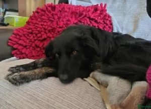 Tilly a black rescue dog | 1 dog at a time rescue UK