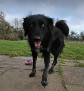 Tilly a black rescue dog | 1 dog at a time rescue UK