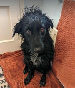 Tilly a black rescue dog | 1 dog at a time rescue UK