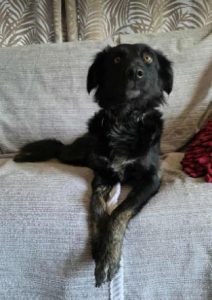 Tilly a black rescue dog | 1 dog at a time rescue UK