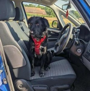 Tilly a black rescue dog | 1 dog at a time rescue UK