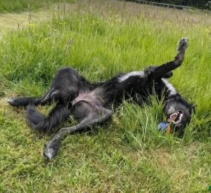 Tilly a black rescue dog | 1 dog at a time rescue UK