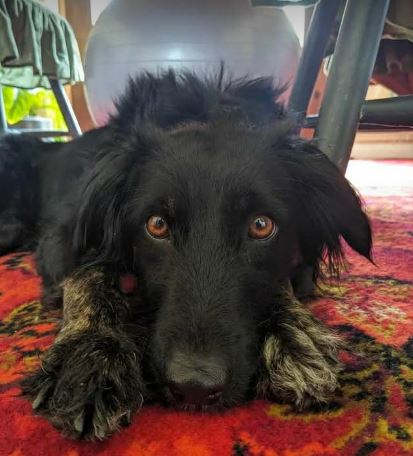 Tilly a black rescue dog | 1 dog at a time rescue UK