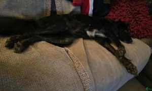 Tilly a black rescue dog | 1 dog at a time rescue UK