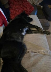 Tilly a black rescue dog | 1 dog at a time rescue UK