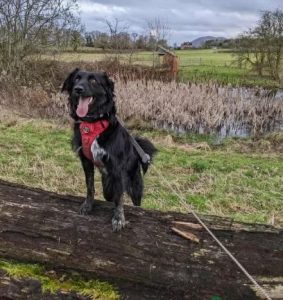 Tilly a black rescue dog | 1 dog at a time rescue UK