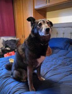 Willow a brown rescue dog | 1 dog at a time rescue UK