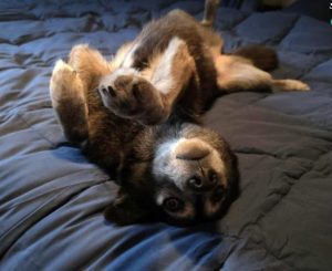 Willow a brown rescue dog | 1 dog at a time rescue UK