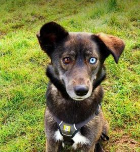 Willow a brown rescue dog | 1 dog at a time rescue UK