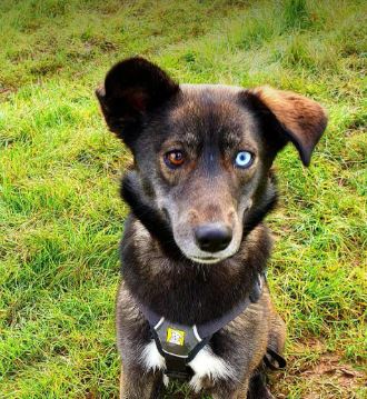 Willow a brown rescue dog | 1 dog at a time rescue UK