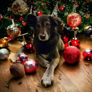 Willow a brown rescue dog | 1 dog at a time rescue UK