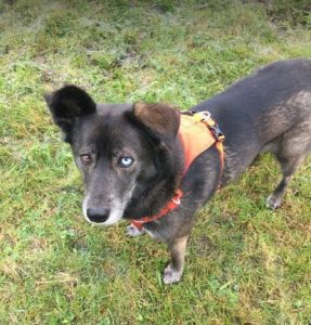 Willow a brown rescue dog | 1 dog at a time rescue UK