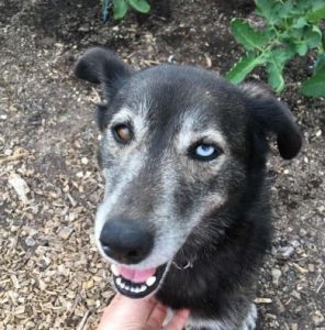 Willow a brown rescue dog | 1 dog at a time rescue UK