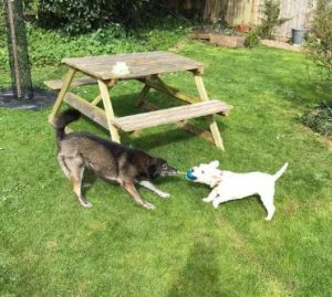 Willow a brown rescue dog | 1 dog at a time rescue UK