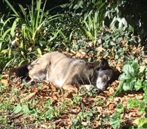 Willow a brown rescue dog | 1 dog at a time rescue UK