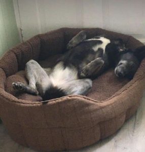 Willow a brown rescue dog | 1 dog at a time rescue UK