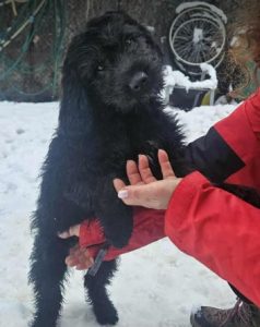 Buster a black rescue dog | 1 dog at a time rescue UK