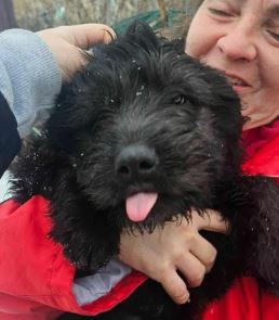 Buster a black rescue dog | 1 dog at a time rescue UK