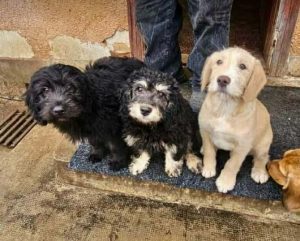 Buster a black rescue dog | 1 dog at a time rescue UK