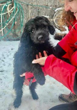 Buster a black rescue dog | 1 dog at a time rescue UK