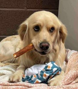 Clive a fawn rescue dog | 1 dog at a time rescue UK