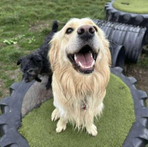 Clive a fawn rescue dog | 1 dog at a time rescue UK