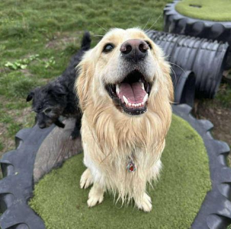 Clive a fawn rescue dog | 1 dog at a time rescue UK