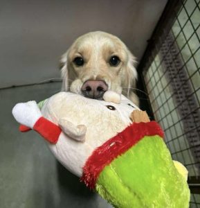 Clive a fawn rescue dog | 1 dog at a time rescue UK