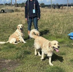 Clive a fawn rescue dog | 1 dog at a time rescue UK