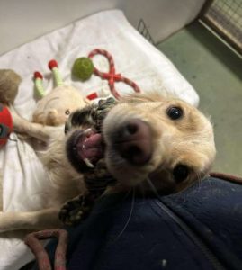 Clive a fawn rescue dog | 1 dog at a time rescue UK