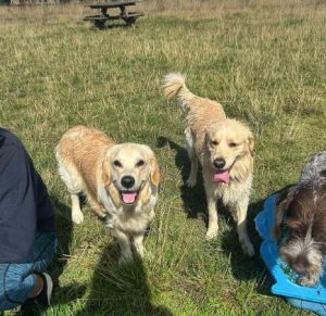 Clive a fawn rescue dog | 1 dog at a time rescue UK