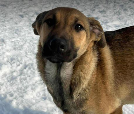 Clover a tan rescue dog 1_1 dog at a time rescue UK Clover a tan rescue dog | 1 dog at a time rescue UK