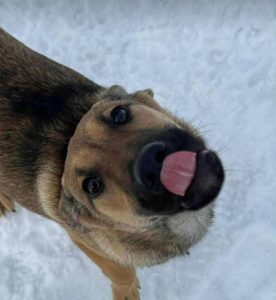 Clover a tan rescue dog | 1 dog at a time rescue UK