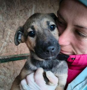 Clover a tan rescue dog | 1 dog at a time rescue UK